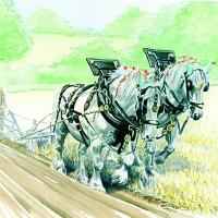 Shire Horses Pat & Bess with ploughman George Stokes (Watercolour)